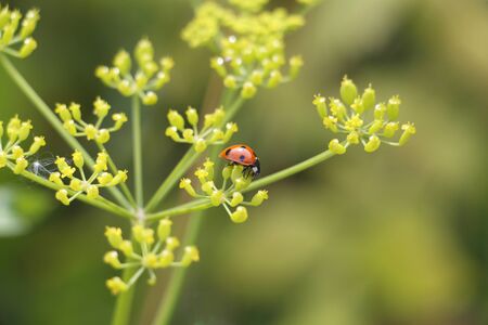 Ladybug on grass background. Macro red ladybug. Ladybug crawls on a flower.の写真素材