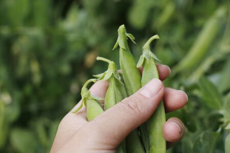 Green ripe peas on a branch in the garden. Food for vegetarians. Female hand holds ripe pea pods....