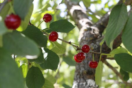 Cherry grows on a tree. The wind blows on a cherry tree. On the branches visible ripe red cherry.