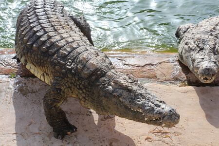 Crocodiles bask in the sun. Crocodiles in the pond. One crocodile comes out of the pond. Crocodile...