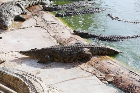 Crocodiles bask in the sun. Crocodiles in the pond. One crocodile comes out of the pond. Crocodile farm. Cultivation of crocodiles. Crocodile sharp teeth.の写真素材