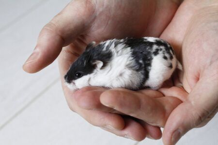 Little black and white hamster in the hands. Front view of a cute hamster. Caring, mercy, pet care concept. Dzungarian or Siberian Hamster.の写真素材