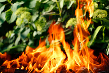 Texture. Bonfire. Orange flame of a fire. Bonfire close. Fire in nature. Bonfire background. Blurred...