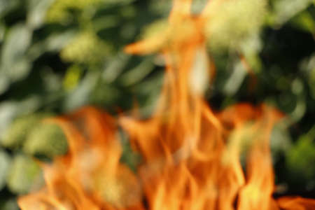 Texture. Bonfire. Orange flame of a fire. Bonfire close. Fire in nature. Bonfire background. Blurred...