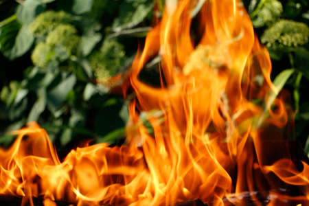 Bonfire. Orange flame of fire on a background of grass. Arson or natural disaster. Bonfire is close. Fire in the nature. Bonfire background.の写真素材