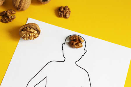 Walnut in the form of a human brain. The open walnut looks like a human brain. Brain model. Yellow background. Anatomy. The study. Anatomical concept of the brain in the form of a walnut.の写真素材