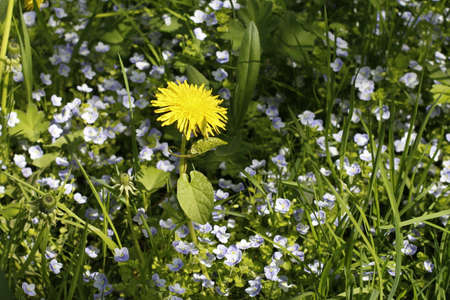 Yellow dandelions in the field.