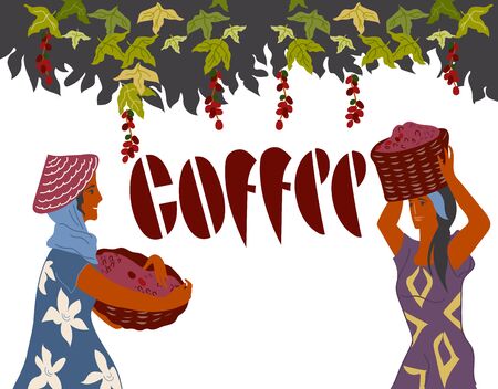 Women pick coffee beans from the bush on plantation and Coffee lettering, banner for cafe and packaging. Coffee harvest gatherers flat cartoon vector illustration isolated on white background.のイラスト素材