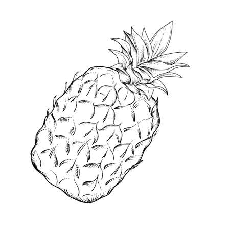 Image of pineapple fruit. Vector black and white illustration.のイラスト素材