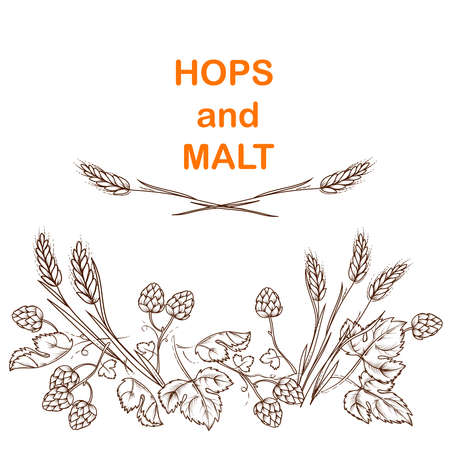 Malt t and hops beer banner design with plant elements in vintage engraving style. Hand drawn image of hops and barley ears for brewery and beer packaging, hand drawn vector illustration on white.のイラスト素材