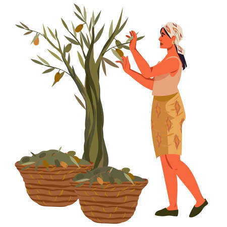 Woman picking olives from tree, flat vector illustration isolated on white background. Olives harvesting decorative banner or scene for design of packaging.のイラスト素材