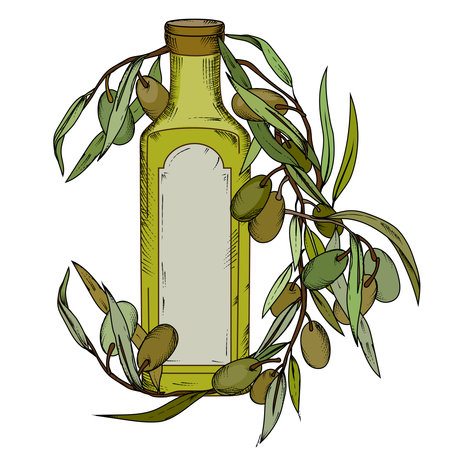 Olive oil bottle and fresh olives branch in hand drawn vintage style, colored vector illustration isolated on white background. Engraving etched style image of oil bottle for food label or emblem.のイラスト素材