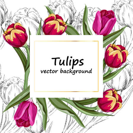 Tulips flowers banner or card layout with hand drawing of blooming tulips in two styles, vector illustration. Spring and summer nature design for posters, greeting cards and party invitations.のイラスト素材