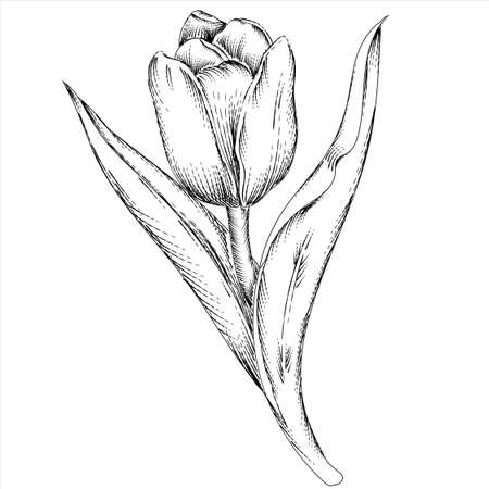 Hand drawn tulip single flower, sketch style vector illustration isolated on white background. Tulip for spring prints in retro engraving style.のイラスト素材