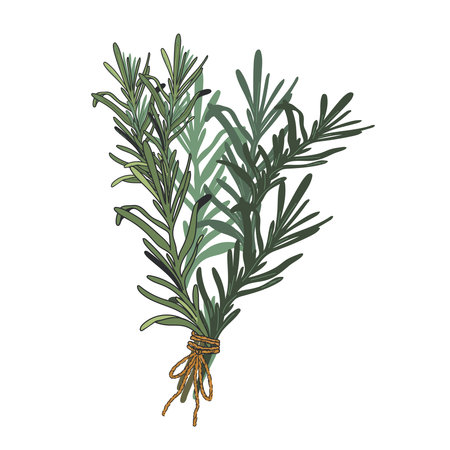 Bunch of fresh rosemary tied with cord, hand drawn vector illustration isolated on white background. Rosemary spice or oil emblem   element.のイラスト素材