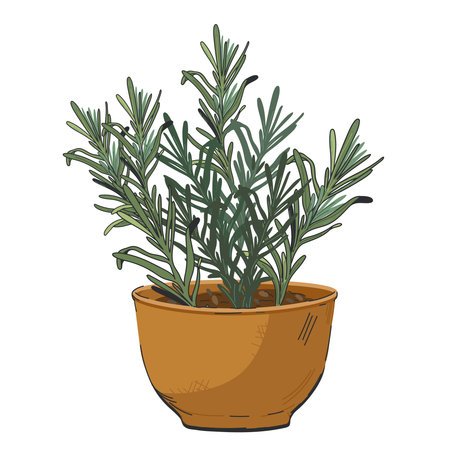 Rosemary aromatic plant in flower pot, sketch hand drawn vector illustration isolated on white background. Rosemary image for cosmetics and food spices packs.のイラスト素材