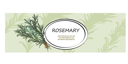 Rosemary food label or horizontal banner hand drawn design for food spices and cosmetics vector illustration. Rosemary label design floral background.のイラスト素材