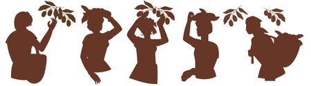 Silhouettes set of female characters harvesting coffee, vector illustration isolated on a white background. Outline silhouettes of women picking coffee beans for packaging design.のイラスト素材