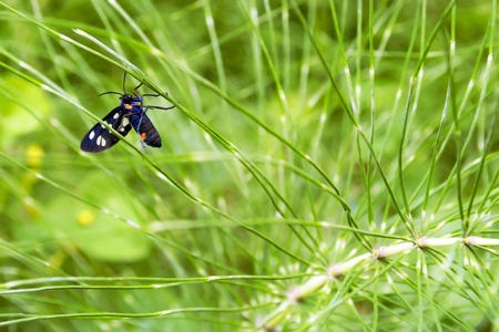 Insect on plantの写真素材