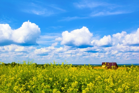 Village house in the field in summer hot weather with the clouds の写真素材