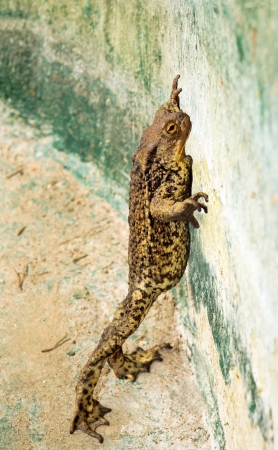 Large frog climbs out of a decorative pond 