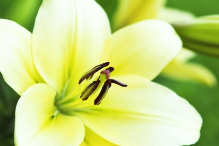 Lily white yellow grows in the summer の写真素材