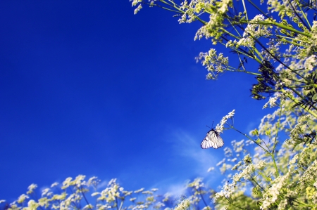 	 White butterfly sitting on a flower among the fields in summer weather の写真素材