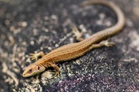 Little sand lizard sitting on a stone in summer and live in Russia  Name Lacerta agilis の写真素材