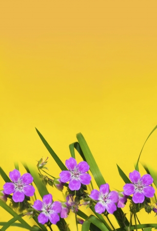 	  Lilac small wild flowers on a yellow background の写真素材