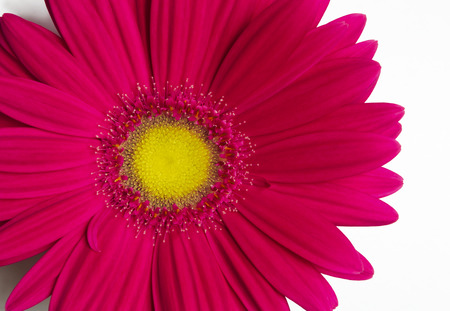 Flower gerbera pink red with yellow middle on a white background の写真素材