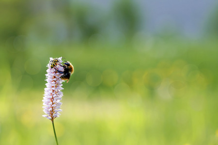 	   Insects sit together on the flowered plant in the field in summer in Sunny weather の写真素材