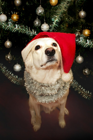 	   Dog white in the Santa Claus hat at the Christmas tree in winter の写真素材