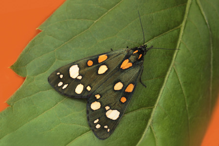 Insect butterfly on the leaf of a plant on an orange background.