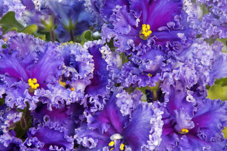 Violet Saintpaulia lilac color with a yellow middle and white fluffy border close-up.