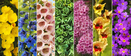 Colors of nature in the ornamental garden of colorful flowers closeup in the collage.