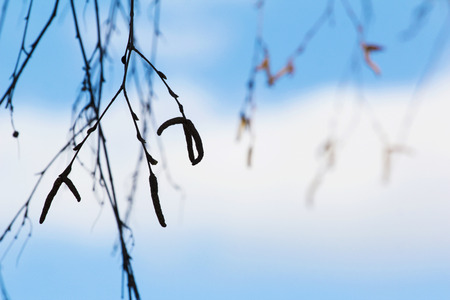 Birch branch in early spring in cool weather on a background of blue sky.の写真素材