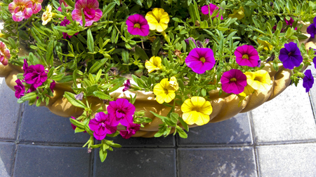 Bright multi-colored floral design in a flowerpot of petunias in the summer.の写真素材