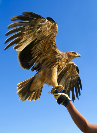 Proud eagle at the hands of the trainer on the background of the blue sky. A powerful bird of prey.の写真素材