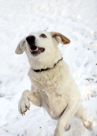 A big white dog jumps up during the game.の写真素材