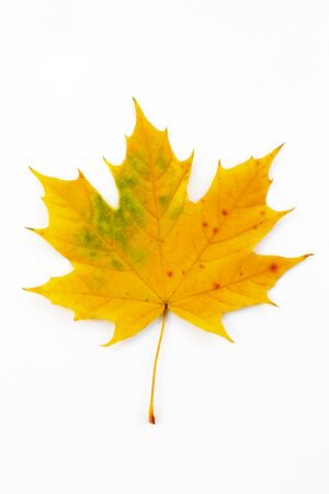 Autumn composition of maple leaves.Yellow leaf on white background.の写真素材