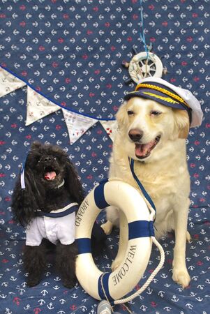 Portraits of two black dwarf poodle dogs and a light purebred dog in a marine style.