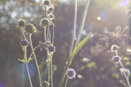 Beautiful tender field and meadow flowers grow under the sun in summer.の写真素材