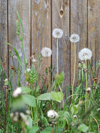 Dandelions on the background of wooden fence in the summer.の写真素材