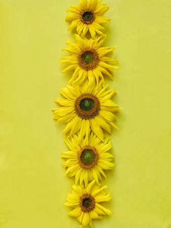 Yellow sunflower on a yellow background close-up. Flower background.