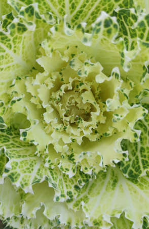 Abstract background close-up of decorative cabbage yellow green color.の写真素材