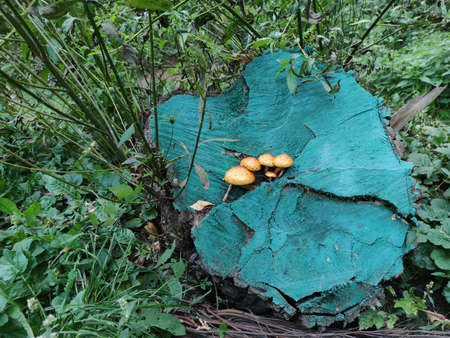 A group of mushrooms sprouted on a blue-colored stump in the Park.