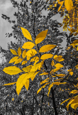 Yellow leaves on a gray background in autumn.の写真素材
