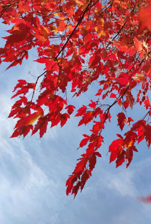 Red foliage of ornamental maple against the blue sky.の写真素材