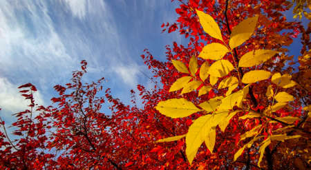 Red foliage of ornamental maple against the blue sky.
