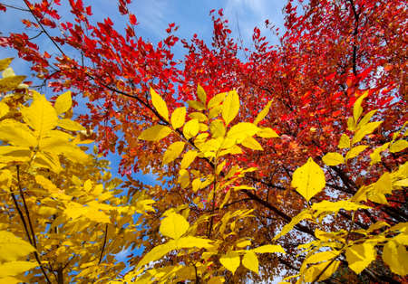 Red foliage of ornamental maple against the blue sky.